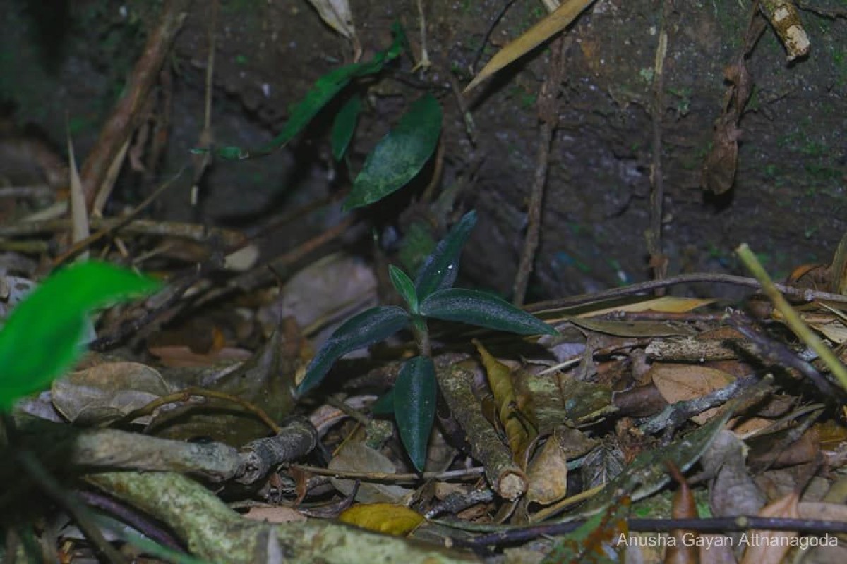 Zeuxine regia (Lindl.) Trimen